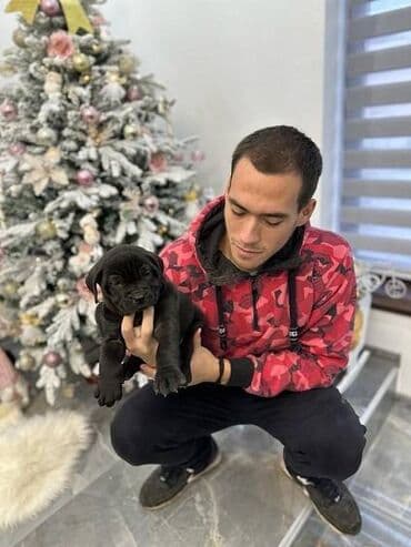 haski štenci prodaja: Presa canario stenci vrhunskog kvaliteta i porekla registrovana — 1