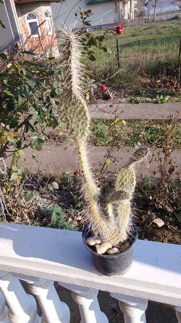 buket sa slatkisima: Kaktusi – više vrsta (Opuntia i Mammillaria) - Opuntia (indijske — 4