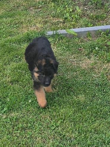 dog: Na prodaju još 2 zenke iz legla dugodlakog nemačkog ovcara. Štenci su — 8