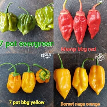 za dvoriste: 🌶Seme najljućih i egzotičnih čili papričica🌶 Za kupljenih pet — 7