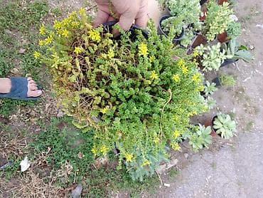 Sedum (čuvarkuća/puzava sedum) u saksiji - Vrsta: niska, puzava