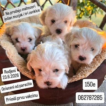 mini maltezer mali psi za stan na poklon: Na prodaju maltezeri Jedan mužjak i tri ženkice. Oštenjeni — 1