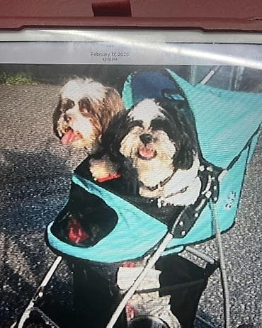 Briga i nega manjih kuca u kućnim uslovima bez kaveza i ogradica