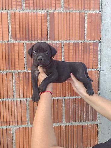 nemački špic cena: Cane Corso štenci šampionskog porekla! Tražite moćnog čuvara i odanog — 5