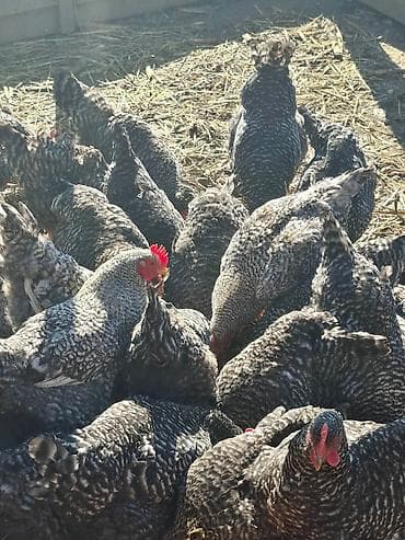 Ptice: Na prodaju mlado jato Amroka,pocele da nose. Na stanju 24 koke i 4 — 1