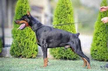Životinje: Doberman štenci Na prodaju štenci rase Doberman, stari 4 meseca i 15 — 1