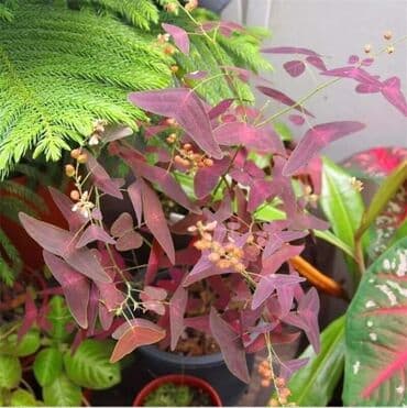 cena sadnice borovnice: Cena:650din/10 semenki — 2