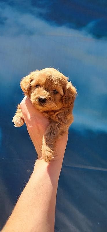 patuljasti snaucer cena: Maltipoo stenci ostenjeni 11.04.2026. Majka mini maltezer a otac — 3