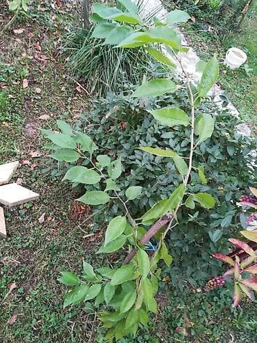 garden tools: Drvo MAKLURE dva komada jos na stanju — 1
