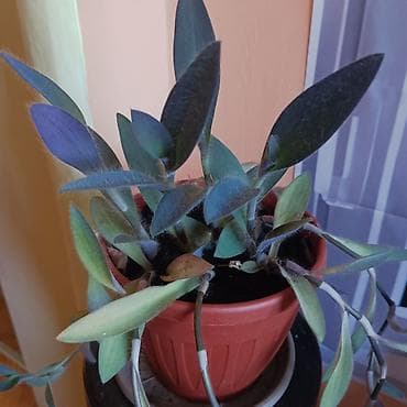 livadske biljke slike: Tradescantia sillamontana (paukova tradeskancija) u saksiji prečnika — 4