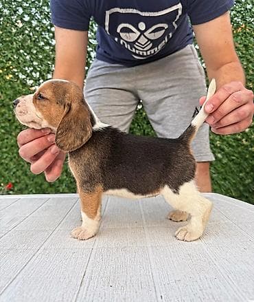 privezak na engleskom: ŠTENCI BIGLA – The Lovely Dogs Pogledajte vrhunski kvalitet naših — 6