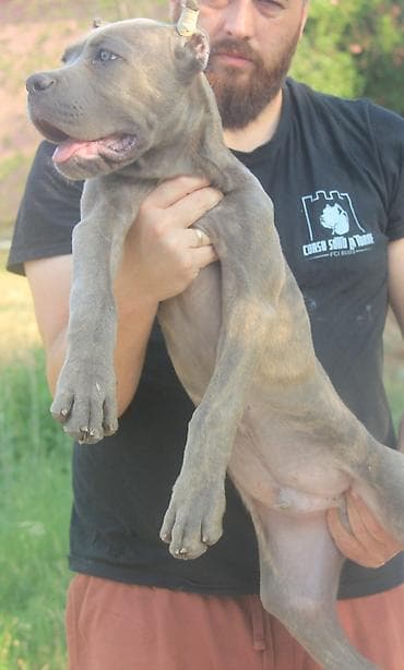 Dogs: Cane Corso štenci U ponudi veoma perspektivni štenci iz različitih — 5