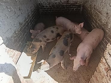 domace koke na prodaju: 6 nazimadi – 3 ženske (pogodne za dalji priplod) i 3 muška — 1