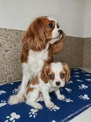 mini psi prodaja: Kavalier King Charles štenci, prelepi Sa velikom pažnjom odgajani — 1