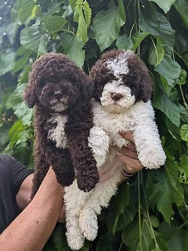 pudle toy cena: Lagotto Romagnolo – rezervacija stenaca Dostupno novo leglo pasa rase — 2