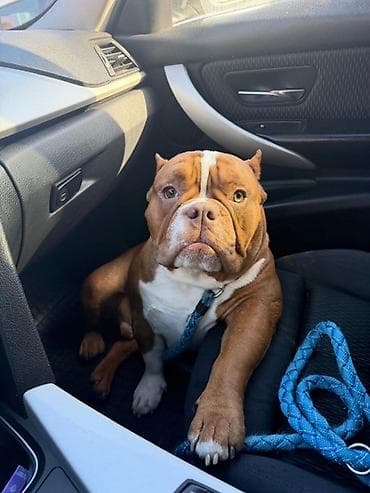 bernski planinski pas štene: Kapo muzjak Muzjak -American Bully Exotic Merle-spreman za parenje — 4