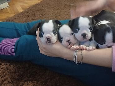 stenci mopsa: Boston terijer zenska stenad dostupna za rezervaciju u nove domove gde — 3