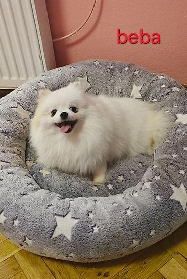 njuškalo psi pekinezeri na poklon: Pomeranian Star renomirana odgajivačnica pomeranaca iz Beograda je — 6