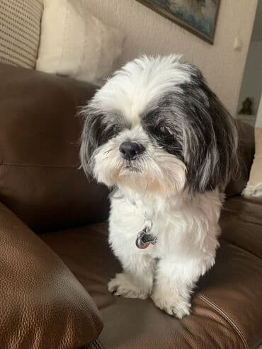 Ostale usluge: Profesionalna usluga šetanja pasa briga o macama i obilaska — 2