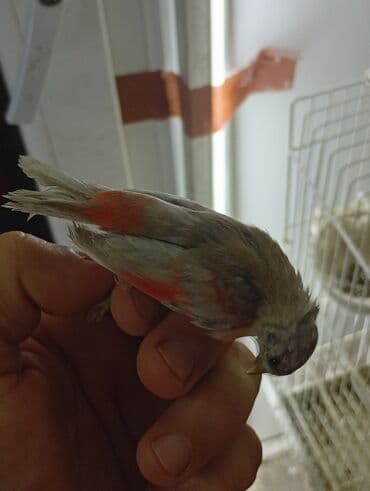 Ptice: Vrsta: venecuelske cajzle Opis: - Ukrasni ptice intenzivnog — 6