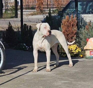 bela i buldozi: Slobodan za parenje!! Mužijak Dogo Argentino, izuzetno kvalitetnog — 3