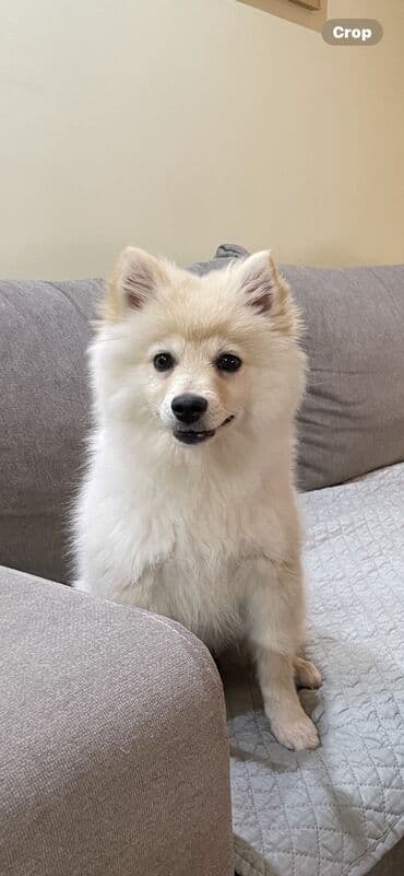 Ptice: Zenka nemackog spica na poklon, srednjeg rasta. Stara 3 i po meseca — 1