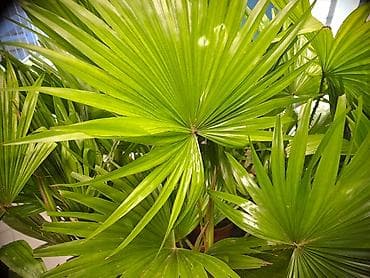 sobna vrata srbija: Filadendroni, Palme, Chlorophytum, Zamije, Yucca, Drvo Zivota — 3
