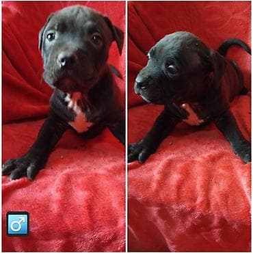 psi za udomljavanje: Pit bull štenci na prodaju Oštenjeni: 18.12.2025 Primili su prvu — 7