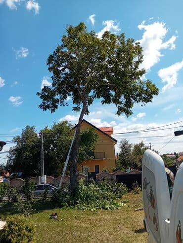 popravka drvenih prozora beograd: U ponudi su profesionalne hortikulturne usluge koje uključuju košenje — 2