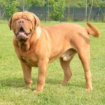 Životinje: Stenci Bordoska doge vrhunske krvne linije na prodaju ostenjeni — 8