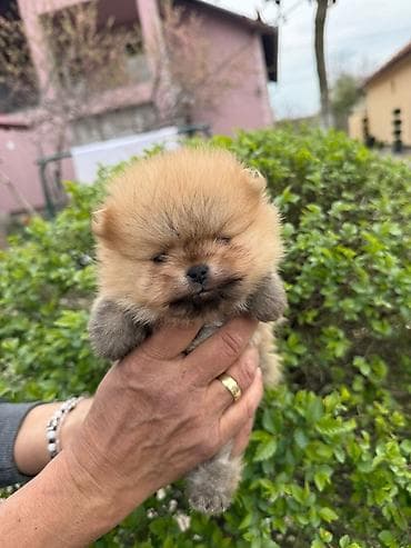 rasni psi na poklon: Dostupni pomeranci — 3