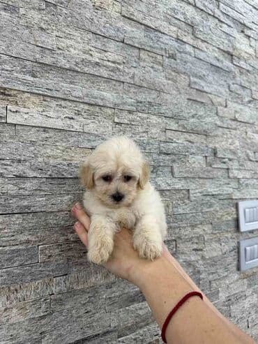 polovne kucice za pse: Maltipoo kucici savrsenog izgleda i genetike FCI 7493 posetite nase — 10