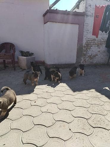 polovni kavezi za zeceve: Američka Akita, štenci Na prodaju štenci američke Akite. Štenci su — 5