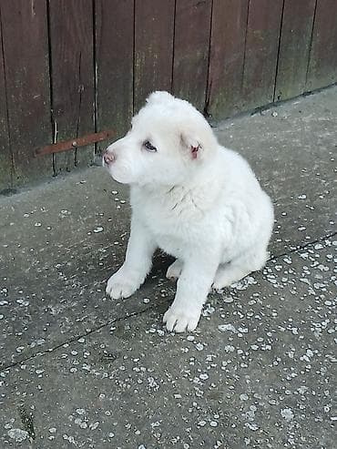 mali psi na poklon beograd: Na prodaju ženka azijata (srednjeaziski ovčar) Stara 6. Nedelja — 10