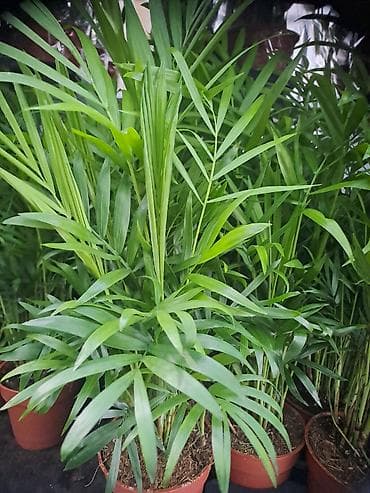 skuba sa elastinom: Chlorophytum, Tamjanika, Sanseverije, Yucca, Drvo Zivota, Palma — 8