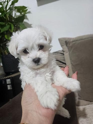 Psi: Na prodaju preslatki mini maltezeri.4 muzjaka i dve zenkice. Rodjeni — 3
