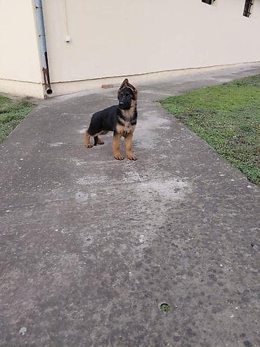 Dogs: Na prodaju vrhunska stenad nemackog ovcara. Otac: BOLZ VON GRAFENBURG — 3