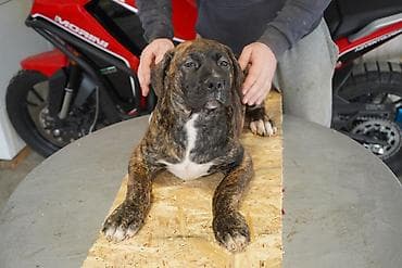 Psi: Sa ponosom predstavljamo vrhunske štence rase Južnoafrički mastif – — 4