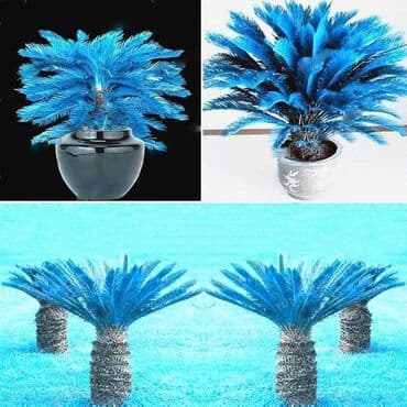 Plava cicas palma 10 semenki Cena 600 din 1. Izaberite kontejner na lalafo.rs Plava cicas palma 10 semenki Cena 600 din 1. Izaberite kontejner