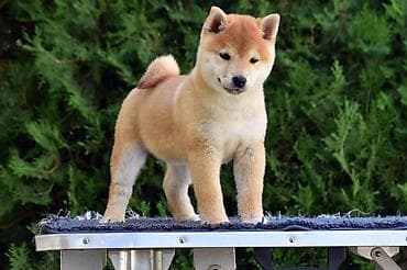 staford kuce: NEW "MINMIGORA' S" litter "Minmigora' s" Shiba Inu kennel present new — 4