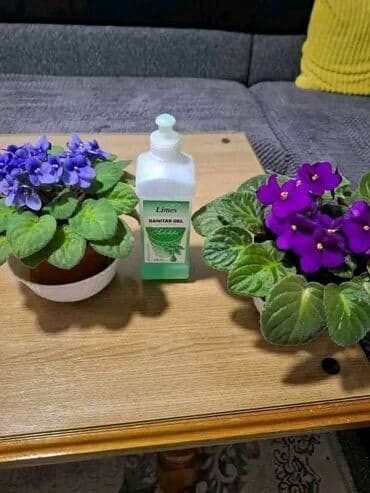 limes pasta za zube: Limes – sredstva za čišćenje i negu doma i tela - Sanitar gel “Hekla” — 12