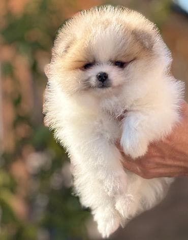 transporter za pse na kuku: Pomeranac stenci Pomeranci na prodaju sa kompletnom putnom i — 4