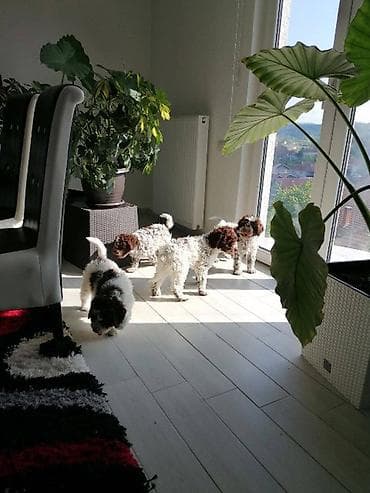 psi za lov: Lagoto Romanjolo štenci Dostupno novo leglo pasa rase LAGOTTO — 3