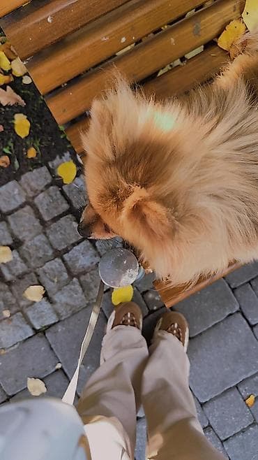 psi za dvoriste prodaja: Pomeranac (spic minijaturni) – prelep, pahuljast pas narandžasto-krem — 4
