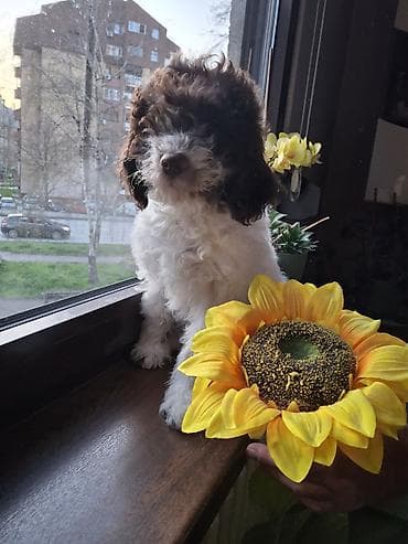 Rase: kovrdžavi štenad malog do srednjeg rasta rase Lagotto Romagnolo