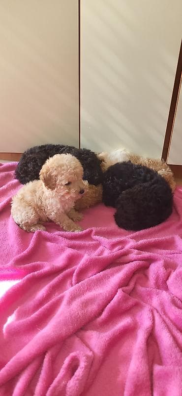 Mačke: Rasa: pudla (toy/mini tip) Štenci: više štenaca u leglu, crne i — 2