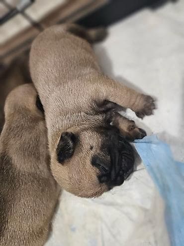 slike haskija: Štenci – kratkonosa rasa malog rasta (tip buldog/mops). Leglo više — 9