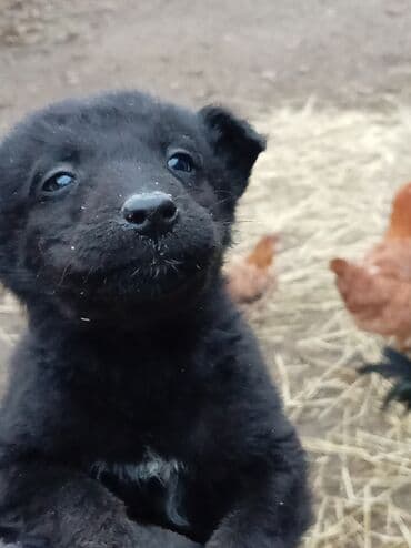 psi poklon: Štenci pulina - Dlaka: kratka, - Starost: štene (vrlo mlado) - — 2