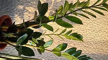 ginura sobna biljka: Zamija, velika biljka — 1