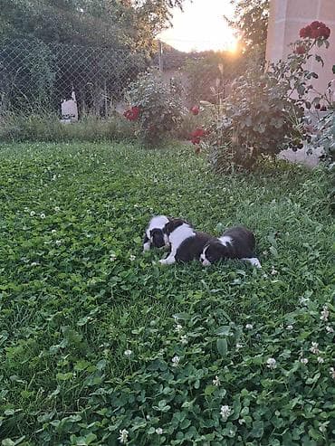 labrador štenci cena: Na prodaju prelepi čistokrvni štenci Boston terijera. U ponudi dve — 4
